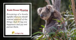 Koala Dream Meaning
