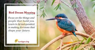 Bird Dream Meaning