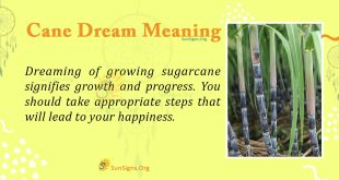 Cane Dream Meaning