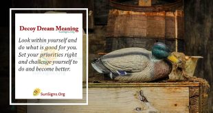 Decoy Dream Meaning