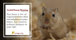 Gerbil Dream Meaning