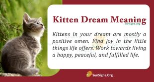 Kitten Dream Meaning