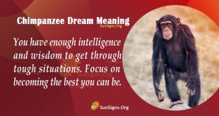 Chimpanzee Dream Meaning