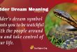Adder Dream Meaning