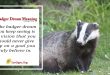 Badger Dream Meaning
