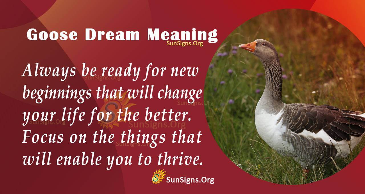 Seeing A Goose In Your Dream Meaning, Interpretation and Symbolism